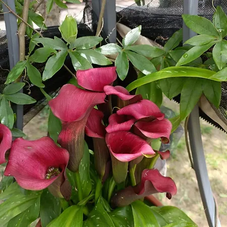 Bed & Breakfast Family