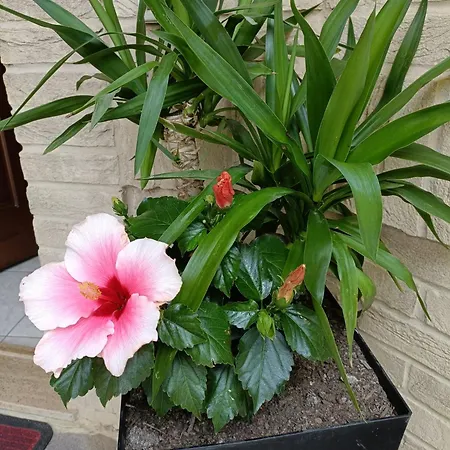 Bed & Breakfast Family Recanati